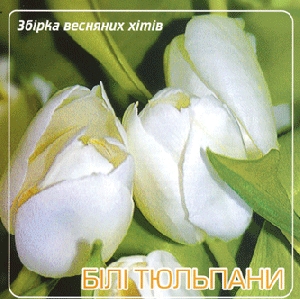Білі Тюльпани. Збірка весняних хітів
